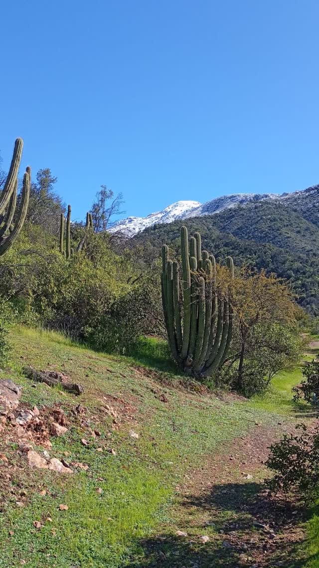 Cactus columnares en una ladera con nieve al fondo