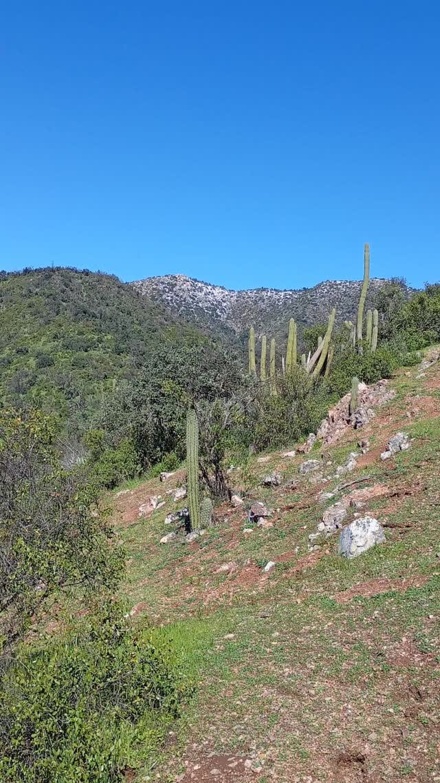 Cactus columnares en una ladera con nieve sobre el cordón de fondo