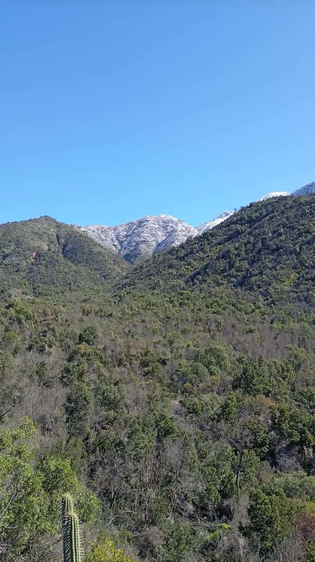 Cordón montañoso nevado visto desde el interior del bosque
