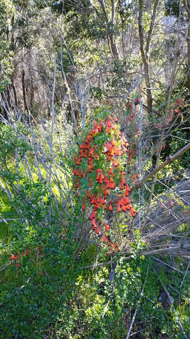 Arbusto nativo con flores tubulares anaranjadas en la ladera