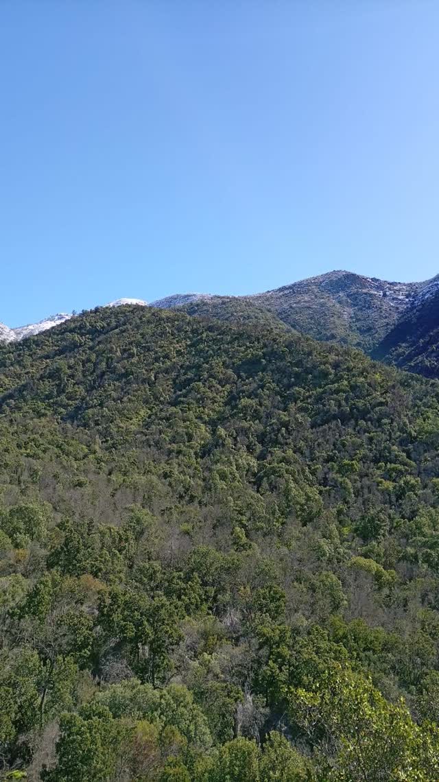 Manto continuo de bosque nativo cubriendo la ladera