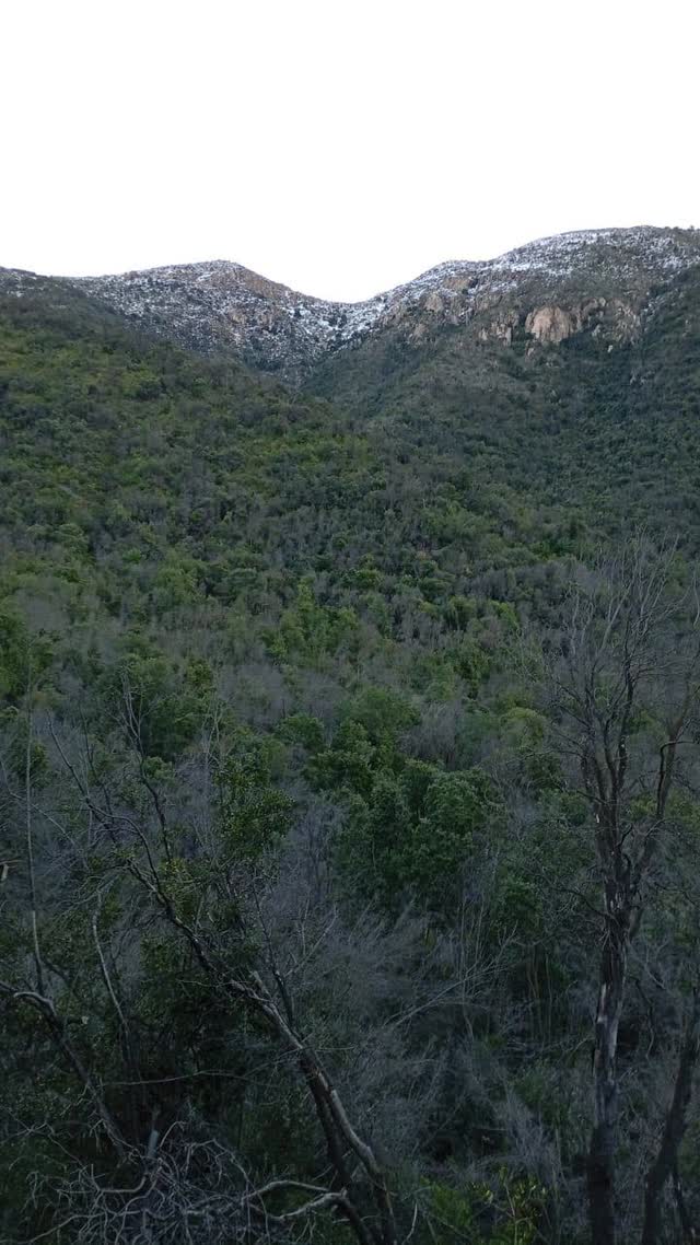Quebrada boscosa al atardecer en invierno, con nieve en las cumbres