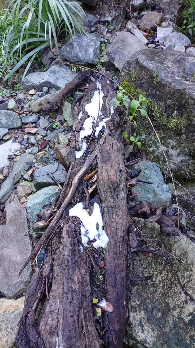 Tronco caído en descomposición con restos de nieve