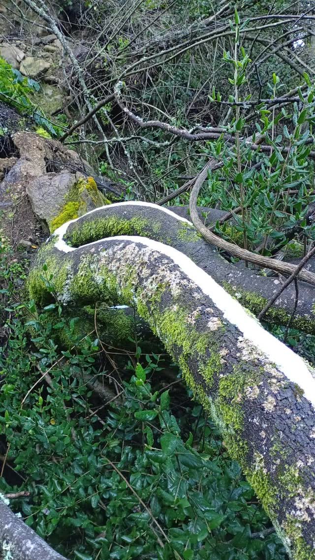 Tronco caído cubierto de musgo verde y una capa de nieve