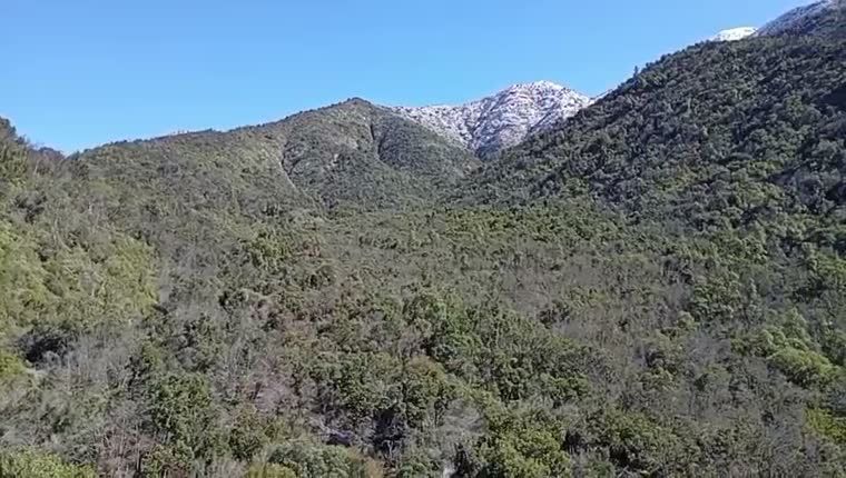 Ladera cubierta de bosque nativo con una cumbre nevada detrás