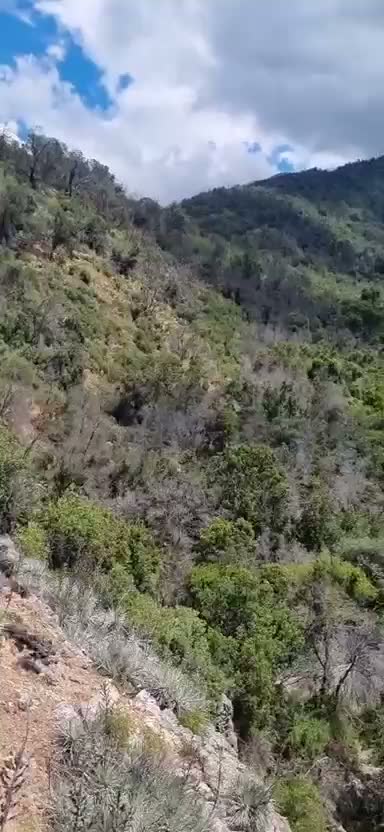 Ladera de matorral y bosque nativo bajo un cielo con nubes