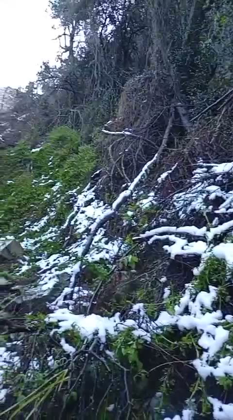 Ramas y hojas del bosque cubiertas por nieve reciente