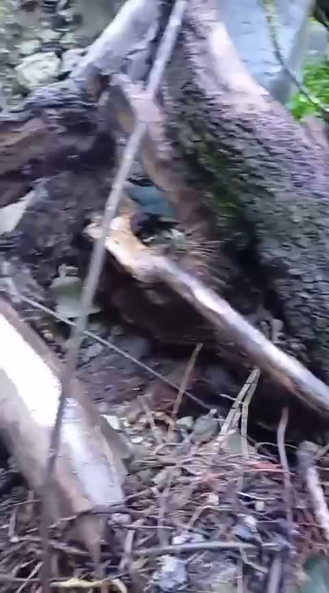 Troncos caídos y ramas en el fondo de la quebrada
