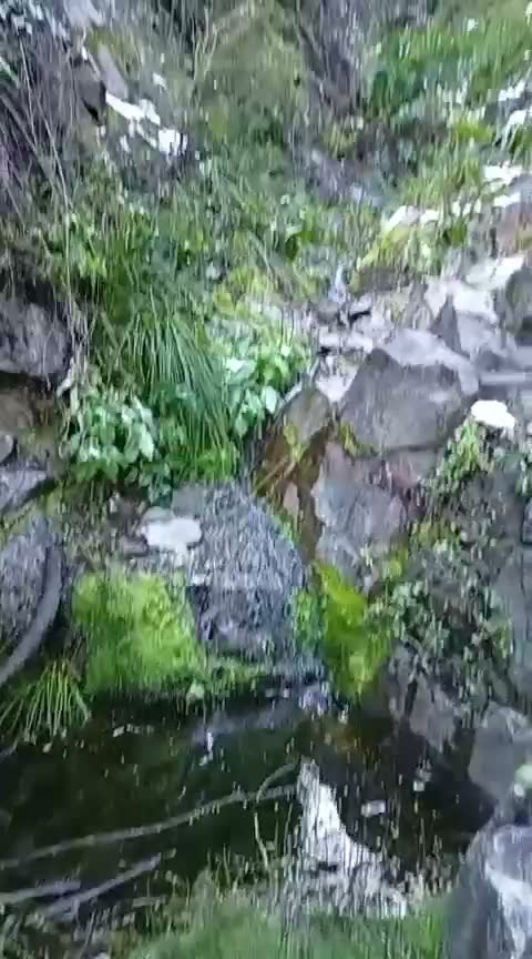 Vertiente rodeada de musgo, helechos y vegetación húmeda