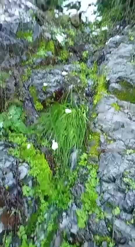 Agua de deshielo escurriendo entre rocas y vegetación